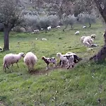 Bed & Breakfast Gentile Castelbuono (Sicily)