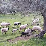 Bed & Breakfast Gentile Castelbuono (Sicily)