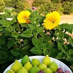 Gentile Bed & Breakfast Castelbuono (Sicily)