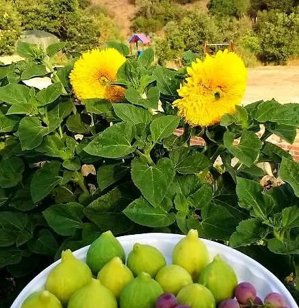 Gentile Bed & Breakfast Castelbuono (Sicily)